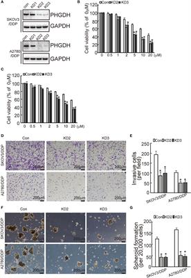 Corrigendum: PHGDH Is Upregulated at Translational Level and Implicated in Platin-Resistant in Ovarian Cancer Cells